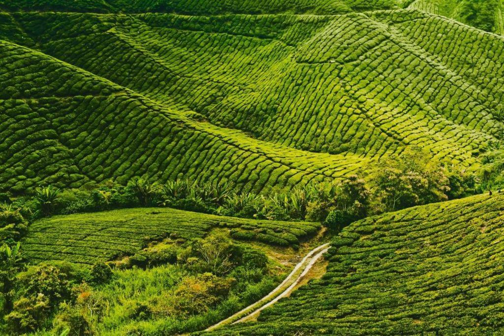 Camlodge Budget Hotel Cameron Highlands Dış mekan fotoğraf